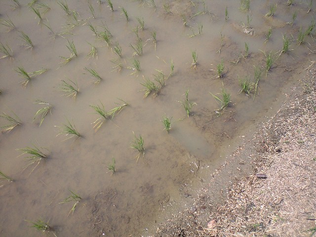 田んぼでも殺虫剤