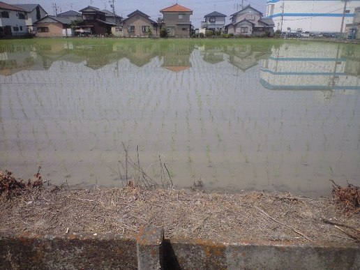 田植え 田植え